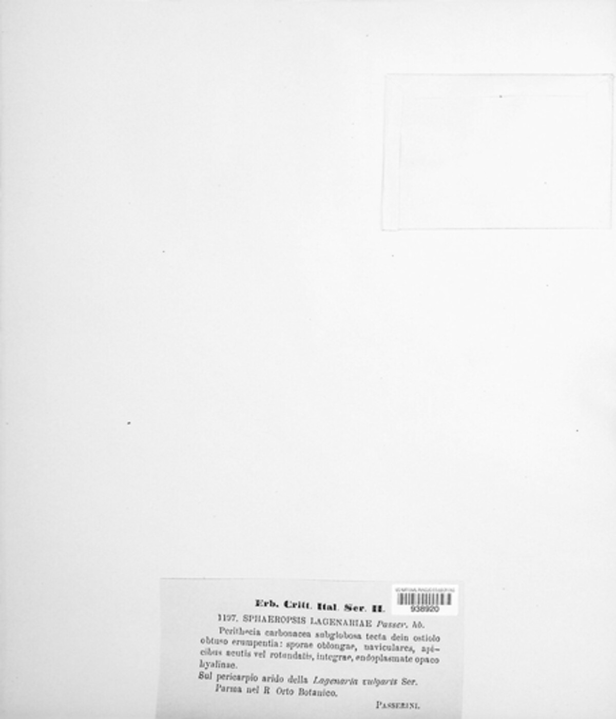 Dothiorella lagenariae image